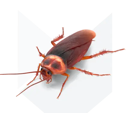 Дезинсекция