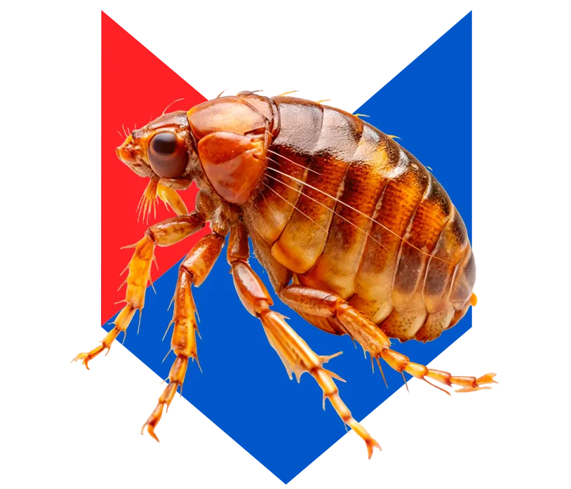 Блоха Блоха